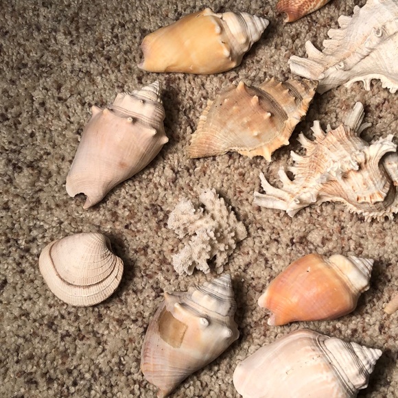 Collection of Seashells - Picture 2 of 4